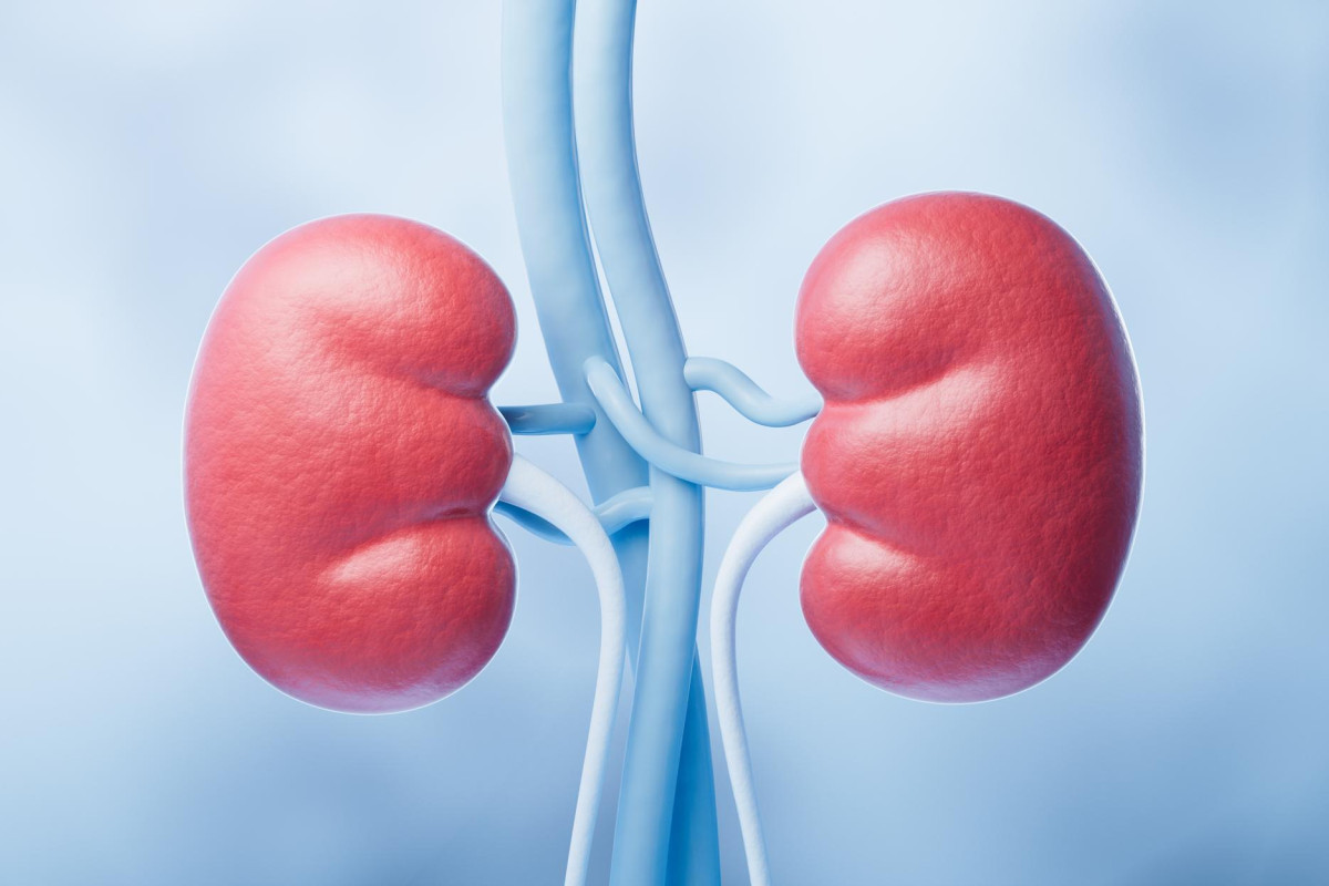 Hábitos diários que protegem os rins e reduzem o risco de doenças